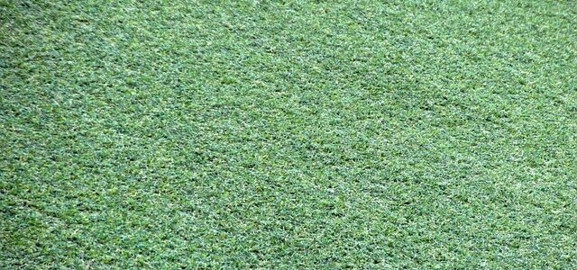 Chcete u domu krásnou zelenou zahradu? Vsaďte na umělý travní koberec